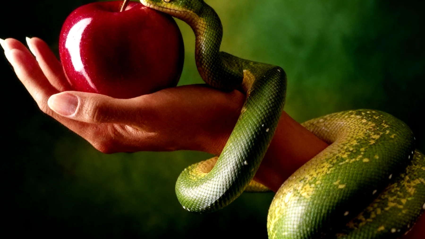 Forbidden Fruit2025-12-16T14:28:13.095Z"