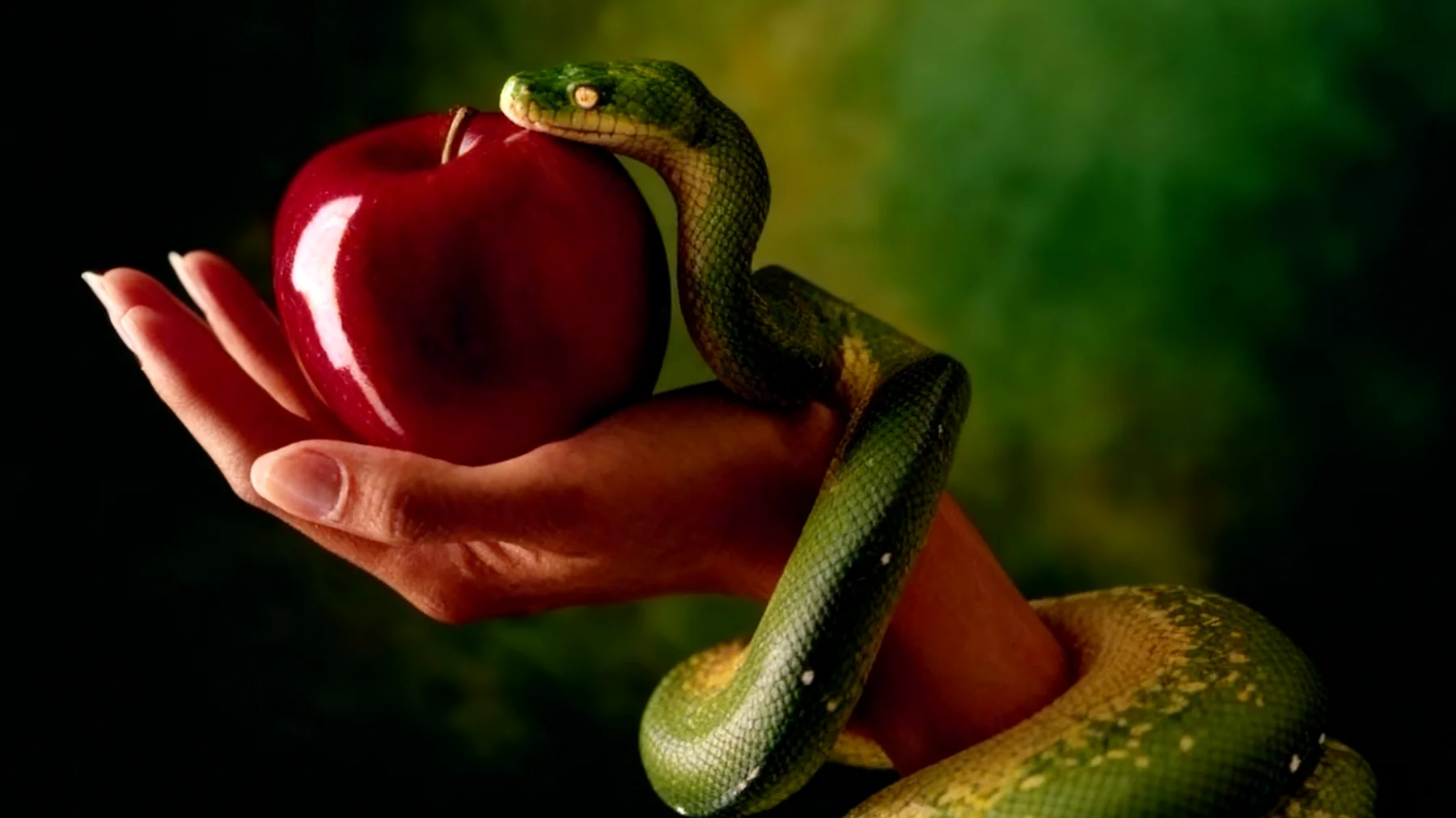 Forbidden Fruit2025-12-19T22:44:58.126Z"